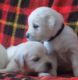 Golden Retriever Puppies for sale in Oklahoma City, OK 73101, USA. price: NA