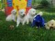 Golden Retriever Puppies for sale in Miami Gardens, FL, USA. price: NA