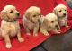 Golden Retriever Puppies for sale in Sammamish, WA, USA. price: NA