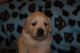 Golden Retriever Puppies for sale in Detroit, MI, USA. price: NA
