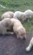Golden Retriever Puppies for sale in 370 County Rd 34721, Paris, TX 75460, USA. price: NA