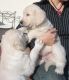 Golden Retriever Puppies for sale in Buffalo, NY 14201, USA. price: NA