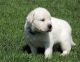 Golden Retriever Puppies for sale in Wichita, KS 67226, USA. price: NA