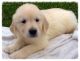 Golden Retriever Puppies for sale in Spartanburg School District 03, SC, USA. price: NA