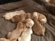 Golden Retriever Puppies for sale in Newberry, MI 49868, USA. price: NA