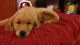 Golden Retriever Puppies for sale in Eaton Rapids, MI 48827, USA. price: NA