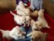 Golden Retriever Puppies for sale in Pittsburgh, PA, USA. price: NA