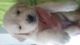 Golden Retriever Puppies for sale in Merrill, MI 48637, USA. price: NA