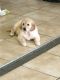 Golden Retriever Puppies for sale in Kentucky Dam, Gilbertsville, KY 42044, USA. price: NA