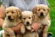 Golden Retriever Puppies for sale in Caroline Ave, Clifton, NJ 07011, USA. price: $300