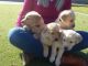 Golden Retriever Puppies for sale in FL-436, Casselberry, FL, USA. price: NA