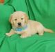 Golden Retriever Puppies for sale in Dothan, AL 36301, USA. price: $500