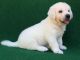 Golden Retriever Puppies for sale in Dothan, AL 36301, USA. price: NA