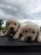 Golden Retriever Puppies for sale in Branford, FL 32008, USA. price: NA