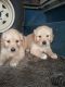 Golden Retriever Puppies for sale in Austin, TX 73301, USA. price: NA