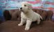 Golden Retriever Puppies for sale in Portland, OR 97207, USA. price: $500