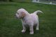 Golden Retriever Puppies for sale in Belle Vernon, PA 15012, USA. price: NA