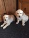 Golden Retriever Puppies for sale in Belle Vernon, PA 15012, USA. price: NA