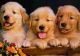 Golden Retriever Puppies for sale in Marysville, WA, USA. price: $490