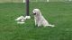 Golden Retriever Puppies for sale in Sugarcreek, OH 44681, USA. price: $1,200