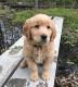 Golden Retriever Puppies for sale in Chesterfield Township, MI, USA. price: NA