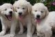 Golden Retriever Puppies for sale in Hogansburg, Bombay, NY, USA. price: NA