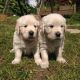 Golden Retriever Puppies for sale in El Segundo, CA 90245, USA. price: NA