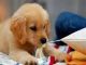 Golden Retriever Puppies for sale in Marysville, WA, USA. price: $230