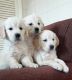 Golden Retriever Puppies for sale in Kingwood, Houston, TX, USA. price: NA