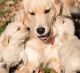 Golden Retriever Puppies for sale in Marysville, WA, USA. price: $320