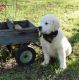 Golden Retriever Puppies for sale in Reading, PA 19605, USA. price: NA