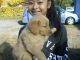 Golden Retriever Puppies for sale in East Wenatchee, WA 98802, USA. price: $750
