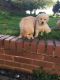 Golden Retriever Puppies for sale in PA-18, Albion, PA, USA. price: NA
