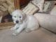 Golden Retriever Puppies for sale in Howard Ave, Biloxi, MS 39530, USA. price: NA