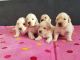 Golden Retriever Puppies for sale in Philadelphia Pike, Claymont, DE 19703, USA. price: NA