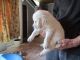 Golden Retriever Puppies for sale in Columbia Ave, Franklin, TN 37064, USA. price: NA