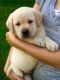 Golden Retriever Puppies for sale in Afton, VA 22920, USA. price: NA