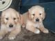 Golden Retriever Puppies for sale in Lewis Center, OH, USA. price: NA