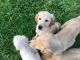 Golden Retriever Puppies for sale in San Marino, CA 91108, USA. price: NA