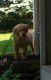 Golden Retriever Puppies for sale in Baltic, OH 43804, USA. price: $500