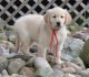 Golden Retriever Puppies for sale in Dover, DE, USA. price: $500