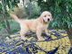 Golden Retriever Puppies for sale in Florida, NY, USA. price: NA
