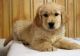 Golden Retriever Puppies for sale in Mound, MN 55364, USA. price: NA