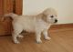Golden Retriever Puppies for sale in San Bernardino, CA, USA. price: NA