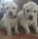Golden Retriever Puppies for sale in Bath Springs, TN 38311, USA. price: NA
