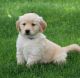 Golden Retriever Puppies for sale in Jacksonville, FL 32238, USA. price: NA