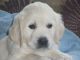 Golden Retriever Puppies for sale in Ohio City, Cleveland, OH, USA. price: $900