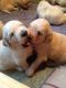 Golden Retriever Puppies for sale in Delaware, OH 43015, USA. price: NA