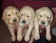 Golden Retriever Puppies for sale in California Ave, Santa Monica, CA 90403, USA. price: NA