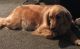 Golden Retriever Puppies for sale in New Baltimore, MI 48047, USA. price: NA